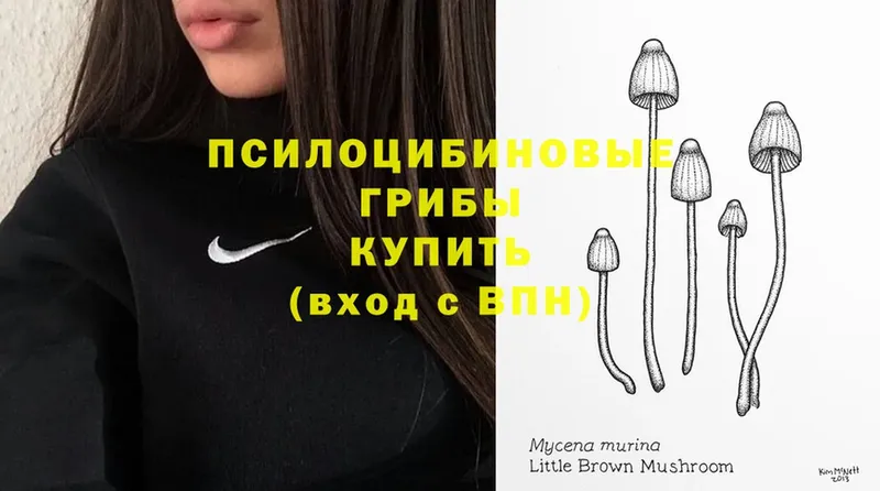 где купить   Новочебоксарск  Псилоцибиновые грибы Psilocybe 